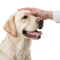 Gentle Interaction Between Human Hand and Smiling Labrador Retriever in Bright Studio Setting png