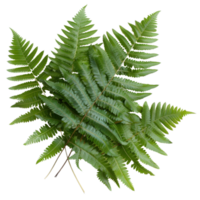 Lush Green Fern Leaves Displaying Natural Beauty and Intricate Leaf Patterns in Soft Light png
