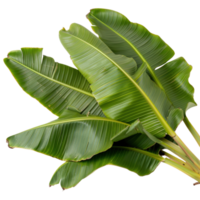 Green Tropical Leaves Close-Up Image on White Background for Nature and Botany Concepts png