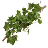Fresh Green Ivy Leaves on Branch Isolated on White Background for Nature and Gardening Themes png