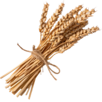 Bundle of Dried Wheat Stalks Tied with Twine on a White Background for Rustic Decor png