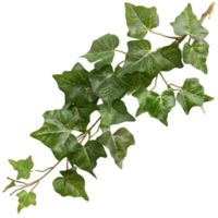 Lush Green Ivy Leaves Branch Isolated on White Background for Nature and Gardening Themes png
