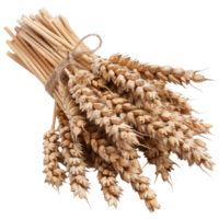 Bundle of Golden Wheat Ears Tied with Twine on a White Background for Agricultural Concept png