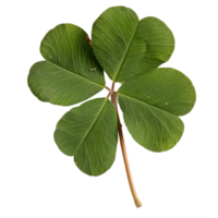 Close-up of a Fresh Green Clover Leaf Isolated on White Background for Nature and Luck Themes png