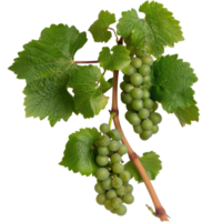 Fresh Green Grapes on Vine with Lush Leaves Isolated on White Background for Culinary Use png