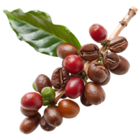 Fresh Coffee Beans on Branch with Green Leaves and Red Berries Ready for Harvesting and Brewing png
