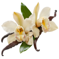 Fresh White Orchids with Vanilla Pods and Natural Stones on Leafy Background png