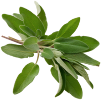 Fresh Sage Leaves on White Background with Detailed Texture and Vibrant Green Color png