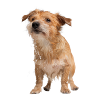 Cute Small Dog Shaking Off Water After Bath in Studio Background with Whiskers and Fluffy Fur png
