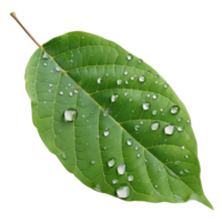 Fresh Green Leaf with Water Droplets Isolated on White Background for Nature Photography png