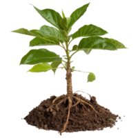 Young Plant with Roots Emerging from Soil in Isolated Background for Nature and Growth Concepts png