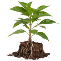 Small Green Plant with Exposed Roots and Soil Isolated on a White Background for Nature Concept png
