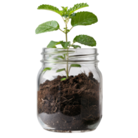 Green Plant Growing in Transparent Jar with Soil Isolated on White Background png