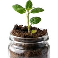 Fresh Green Seedling Growing in Soil Inside a Clear Glass Jar with Natural Light png