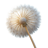 dramatic minimalist A single dandelion seedhead, intricate details, delicate white filaments, backlit by a soft glow, macro photography high resolution png