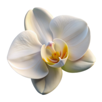 stunning creative A single, perfect white orchid, intricate details of the petals and stamen, soft lighting, botanical illustration style authentic png