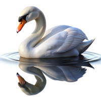 dramatic classic A graceful swan gliding across a still lake, reflection visible in the water, serene and peaceful, photorealistic render exclusive png
