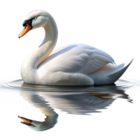 wonderful artistic A graceful swan gliding across a still lake, reflection visible in the water, serene and peaceful, photorealistic render original png