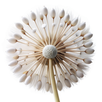impressive abstract A close-up of a dandelion seed head, delicate white seeds ready to be blown away, macro photography style original png