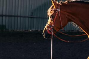 Close up of a brown horse in the stable photo