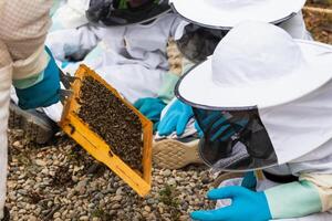 Beekeeper showing honeycomb to group of kids in apiary photo
