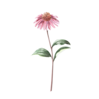 Purple coneflower flower. Isolated watercolor illustration of a flower in a realistic style for holiday decoration, printed products, printing on clothes. png