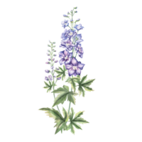Delphinium flower with a branch of unblown buds and leaves. Isolated watercolor illustration of a flower for holiday decoration, weddings, textile printing, gardening blog design. png