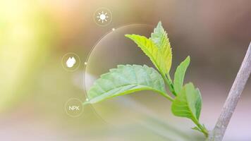 Plant growth requires an environment consisting of soil with the right amount of nutrients or organic matter and pH. In addition, there must be enough water, air, temperature, and sunlight. photo