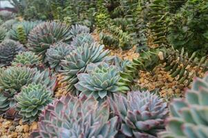 Beautiful Succulents in a Rock Garden ,Echeveria and Crassula Varieties photo