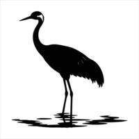 Sandhill Crane Behavior vector