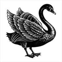 Swan Stretching Wings royalty vector