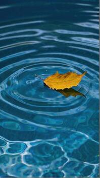 A leaf floating in the water photo
