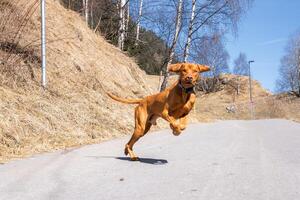 A Vizsla dog runs energetically on a paved path surrounded by dry grass and sparse birch trees under a clear blue sky, with a lamppost in view. photo