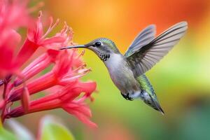 Ruby throated hummingbird hovering and drinking nectar from red flower photo