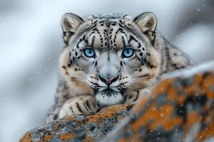 Snow leopard resting on rock in snowy mountain habitat photo