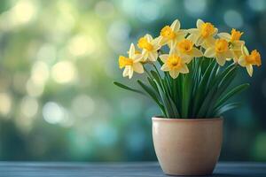 Pot of blooming daffodils bringing spring cheer on a blurred background photo