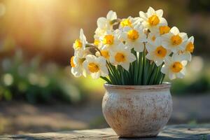 Bouquet of white and yellow daffodils blooming in rustic vase during spring photo