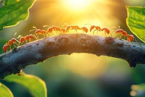 Red ants crossing branch at sunset, teamwork and determination in nature photo