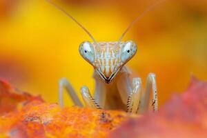 Praying mantis posing on colorful leaf in macro photography photo