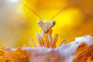 Praying mantis posing on autumn leaf with yellow background photo