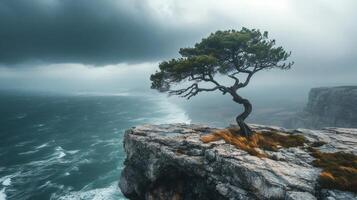 Lonely tree standing on a cliff overlooking stormy sea.. . photo