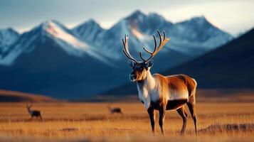 Majestic reindeer standing in a field with mountains in the background photo