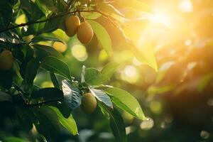 Sun shining through avocado tree branches with hanging fruit photo