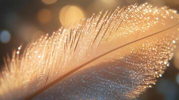 Feather covered in dew drops reflecting golden light photo
