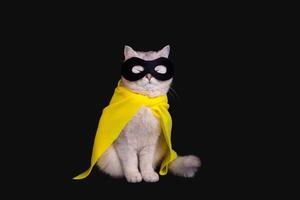 a cat in a black mask sits on an isolated black background with his eyes closed. photo