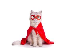 A cat sits on white background in a red mask in the form of hearts and a red cape. photo