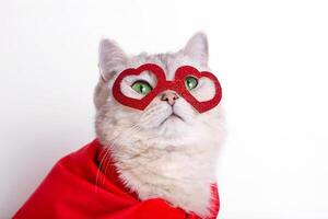 a cute white cat in a red mask in the form of hearts and a red cape. photo