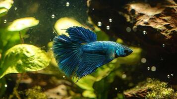 Striking betta fish gliding through an illuminated aquarium environment photo