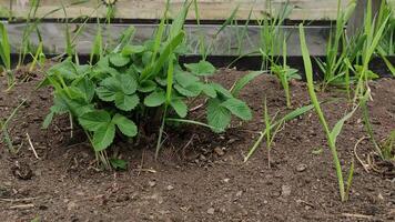 A bed with a young strawberry bush, in spring, stands in dry ground, overgrown with weeds video