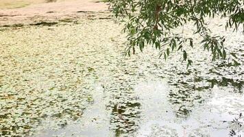 Overgrown pond in the park under willow branches, on a cloudy summer day video